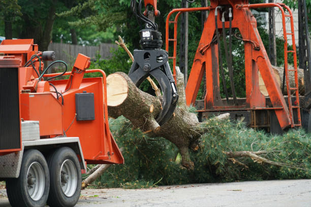 How Our Tree Care Process Works  in  Camp Hill, AL