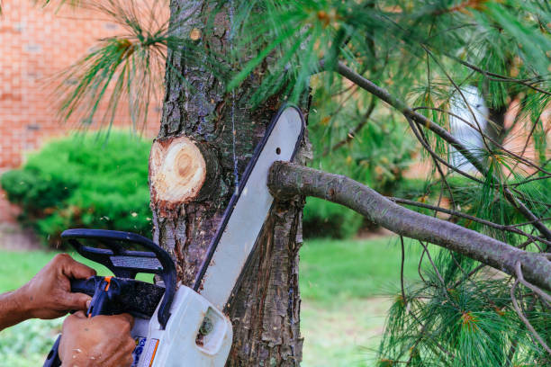 Leaf Removal in Camp Hill, AL